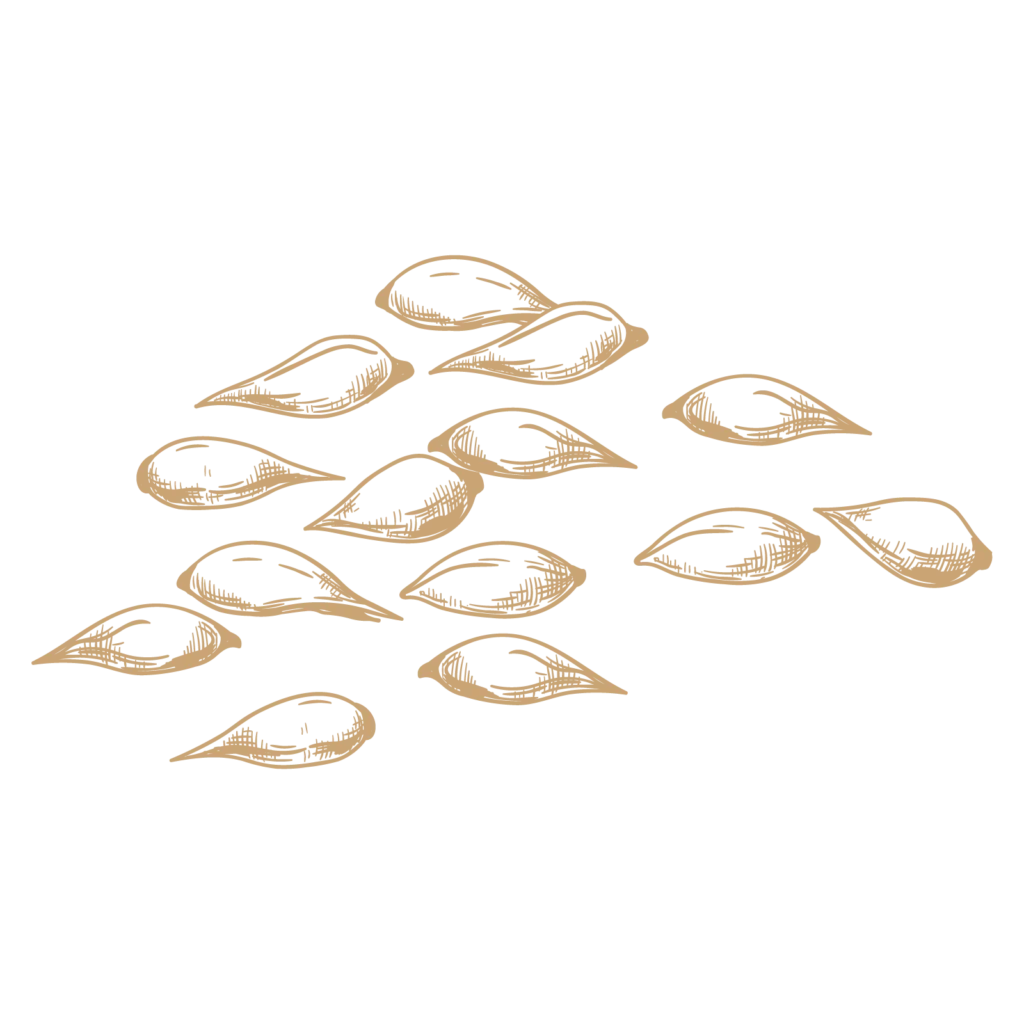 Schuema_Illustration_Produktseite